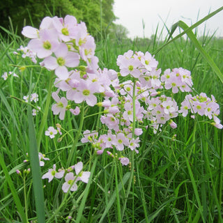 Cardamine pratensis <br>BITTERCRESS, MEADOW CRESS, CUCKOO FLOWER