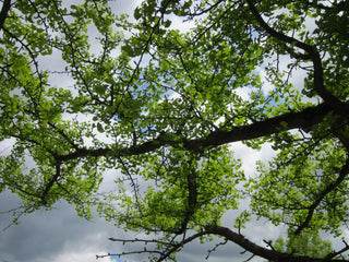 Ginkgo biloba <br>DINOSAUR FOOD, Maidenhair Tree