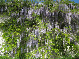 Wisteria floribunda <br>JAPANESE WISTERIA