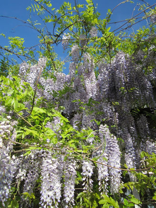 Wisteria floribunda <br>JAPANESE WISTERIA