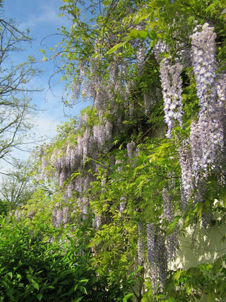 Wisteria floribunda <br>JAPANESE WISTERIA