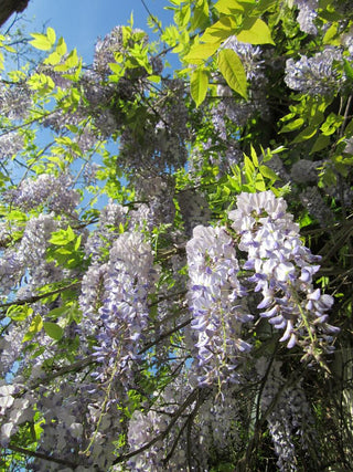 Wisteria floribunda <br>JAPANESE WISTERIA