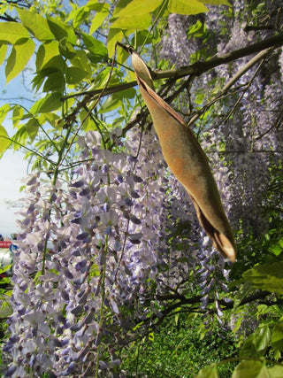 Wisteria floribunda <br>JAPANESE WISTERIA