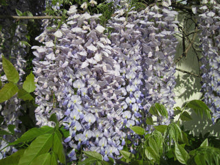 Wisteria floribunda <br>JAPANESE WISTERIA