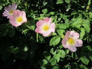 Rosa dumalis <br>GLAUCUS DOG ROSE