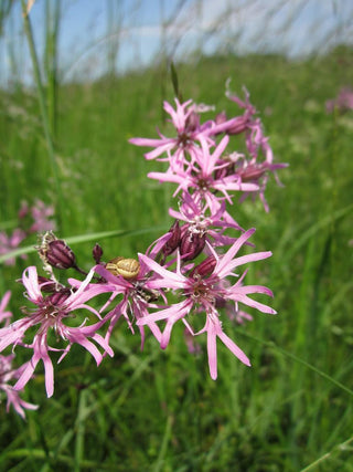 Lychnis flos-cuculi <br>RAGGED-ROBIN <br>Organic