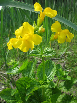 Mimulus guttatus <br>SEEP MONKEY FLOWER