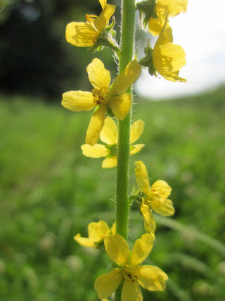 Agrimonia eupatoria <br>COMMON AGRIMONY, CHURCH STEEPLES