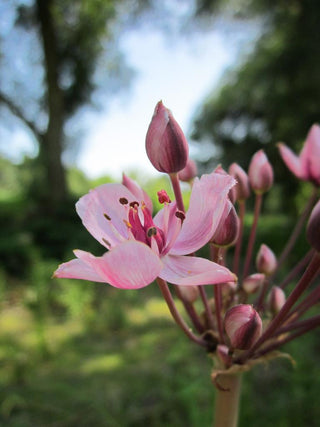 Butomus umbellatus <br>FLOWERING RUSH