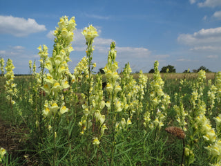 Linaria vulgaris <br>YELLOW COMMON TOADFLAX