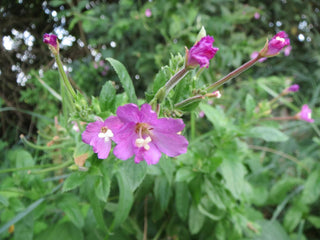 Epilobium hirsutum <br>WILLOWHERB