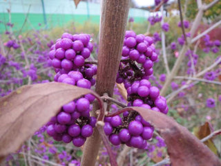 Callicarpa bodinieri <br>BODINIER'S BEAUTYBERRY
