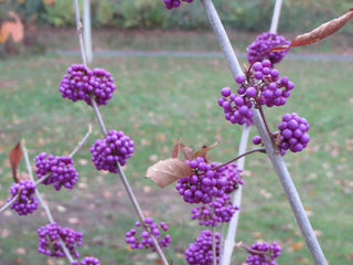 Callicarpa bodinieri <br>BODINIER'S BEAUTYBERRY