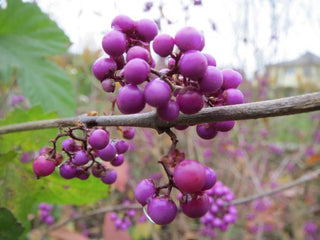 Callicarpa bodinieri <br>BODINIER'S BEAUTYBERRY