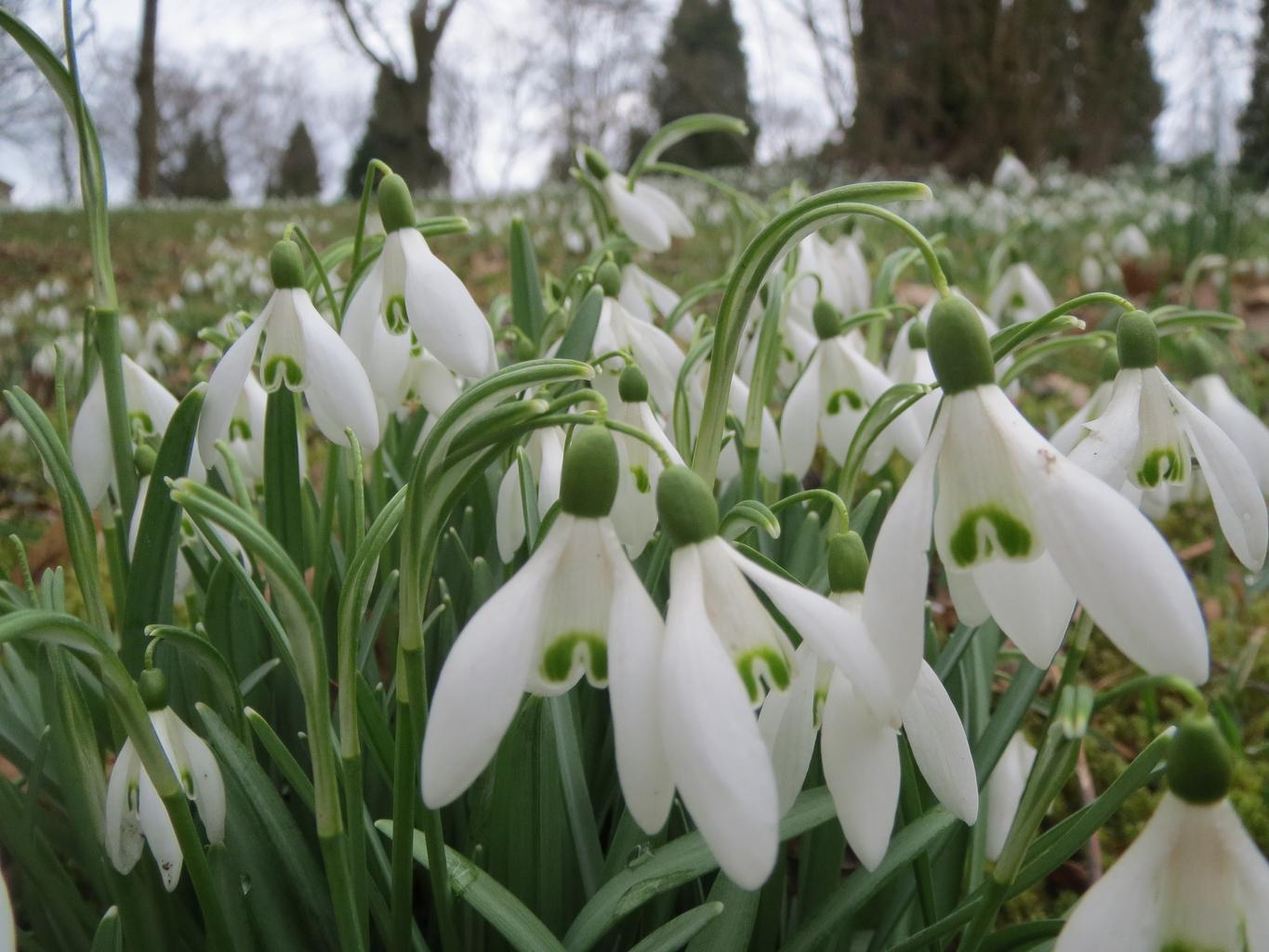 snow drop flower seeds Galanthus nivalis SNOWDROP – Ferri Seeds