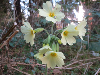Primula elatior <br>OXLIP PRIMROSE WILD FORM