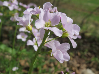 Cardamine pratensis <br>BITTERCRESS, MEADOW CRESS, CUCKOO FLOWER