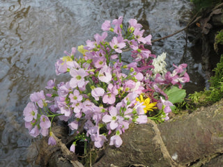 Cardamine pratensis <br>BITTERCRESS, MEADOW CRESS, CUCKOO FLOWER