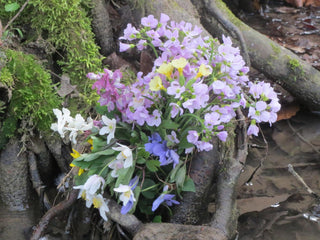 Cardamine pratensis <br>BITTERCRESS, MEADOW CRESS, CUCKOO FLOWER