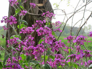 Lunaria annua <br>MONEY PLANT, SILVER DOLLAR PINK