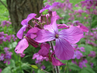 Lunaria annua <br>MONEY PLANT, SILVER DOLLAR