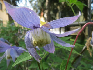 Clematis alpina <br>BLUE ALPINE CLEMATIS