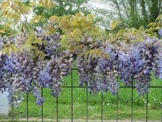 Wisteria floribunda <br>JAPANESE WISTERIA