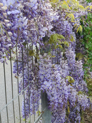 Wisteria floribunda <br>JAPANESE WISTERIA