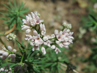 Asperula cynanchica <br>SQUINANCY WORT, PURPLE WOODRUFF