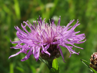 Centaurea jacea <br>BROWN KNAPWEED, STAR THISTLE <br>Organic