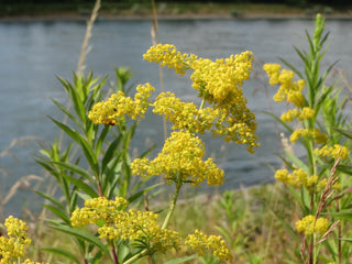 Galium verum <br>LADY'S BEDSTRAW