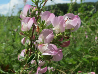 Ononis spinosa <br>SPINY RESTHARROW