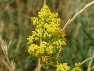 Galium verum <br>LADY'S BEDSTRAW