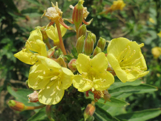 Oenothera biennis <br>EVENING PRIMROSE