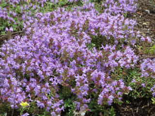 Thymus serpyllum <br>PURPLE CREEPING THYME