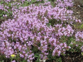 Thymus serpyllum <br>CREEPING THYME