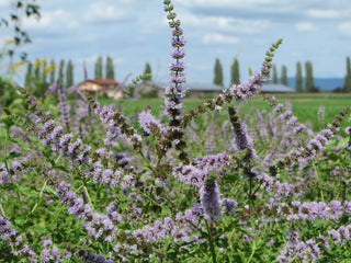 Mentha spicata <br>SPEARMINT