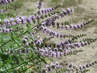 Mentha spicata <br>SPEARMINT