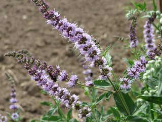 Mentha spicata <br>SPEARMINT