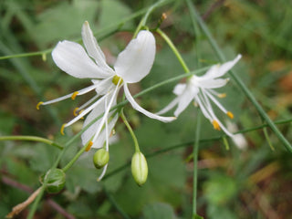 Anthericum ramosum <br>BRANCHED ST BERNARD'S LILY