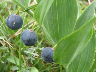 Polygonatum canaliculatum <br>GIANT SOLOMON'S SEAL