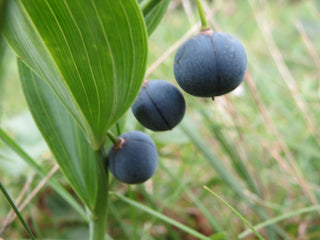 Polygonatum canaliculatum <br>GIANT SOLOMON'S SEAL