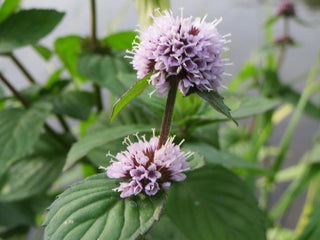 Mentha aquatica, Menths hirsuta <br>WATER MINT