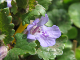 Glechoma hederacea <br>GROUND IVY, CREEPING CHARLIE <br>Organic