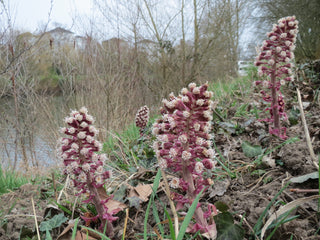 Petasites hybridus <br>BUTTERBER PINK-FLOWERED, FUKI