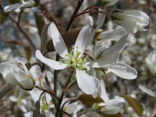 Amelanchier lamarckii <br>JUNEBERRY, SERVICEBERRY, SHADBUSH