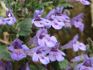 Glechoma hederacea <br>GROUND IVY, CREEPING CHARLIE <br>Organic