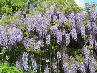 Wisteria floribunda <br>JAPANESE WISTERIA