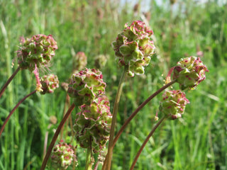 Sanguisorba minor <br>BURNET, PIMPERNELLE