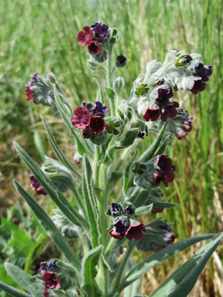 Cynoglossum officinale <br>DOG'S TONGUE, HOUND'S TONGUE